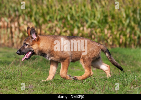 Neugierig Schäferhund Hund (Canis Lupus Familiaris) Pup ausgeführt und Feld zu erkunden Stockfoto