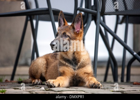 Deutscher Schäferhund-Hund (Canis Lupus Familiaris) Welpen liegen auf Terrasse Straßencafé Stockfoto
