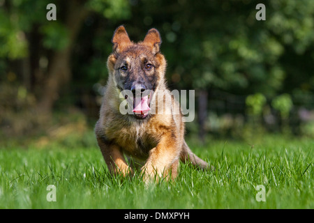 Deutscher Schäferhund (Canis Lupus Familiaris) läuft in Wiese Stockfoto