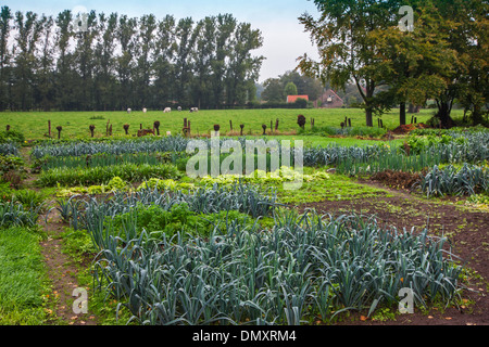 Salat, Lauch Betten und anderes Gemüse / Greens wächst in Küche, Garten / Gemüse Gärten / Gemüsegarten Stockfoto