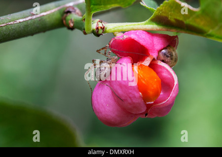 Europäische Spindel / gemeinsame Spindel (Euonymus Europaeus) und Harvestman Spinne auf Reife Früchte zeigen helle orange Samen Stockfoto