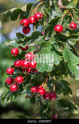 Gemeinsamen Weißdorn / Single ausgesät Weißdorn (Crataegus Monogyna) branch mit roten Früchten und Blättern Stockfoto