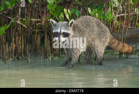 Pygmy Raccoon (Procyon Pygmaeus) vom Aussterben bedroht, die Insel Cozumel, Mexiko. Weniger als 500 bleiben bestehen. Stockfoto