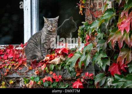 Hauskatze sitzt auf der Fensterbank unter roten Blätter von wildem Wein (Parthenocissus Quinquefolia) Stockfoto