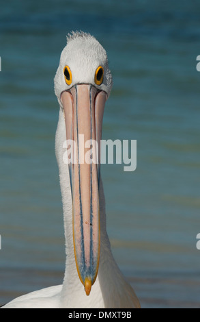 Australischer Pelikan (Pelecanus Conspicillatus) Wild, Rottnest Island, Western Australia Stockfoto