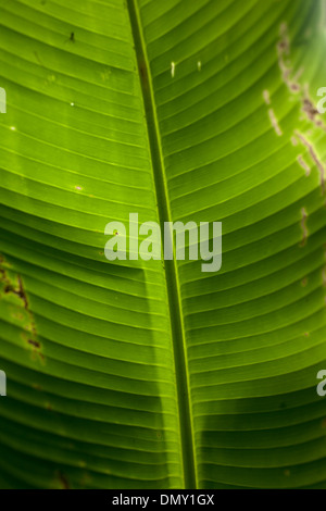 Detail von einem grünen Blatt einer Heliconia SP. Anlage in El Triunfo Biosphären-Reservat in den Bergen der Sierra Madre, Mexiko Stockfoto