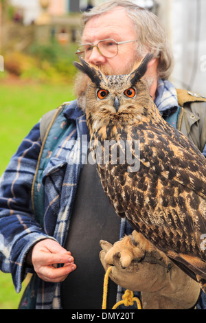 Falconer aus zerstreuten Krieger eine zahme Uhu (Bubo bubo) für Schädlingsbekämpfung auf der Anzeige verwendet. Wales, Großbritannien Stockfoto