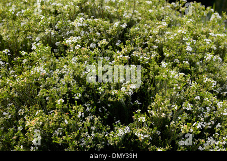 Agathosma Mucronulata weißen Blüten immergrüner aromatischer Strauch Stockfoto