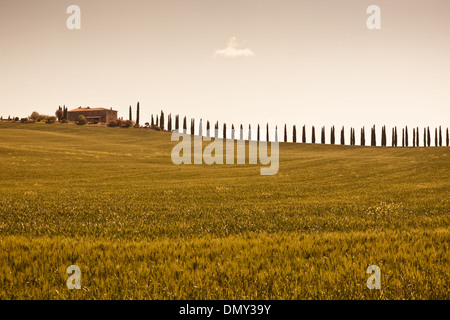 Klassische Ansicht des toskanischen Landhaus, grüne Feld und Zypressen Baum-Reihen Stockfoto