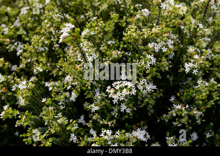 Agathosma Mucronulata weißen Blüten immergrüner aromatischer Strauch Stockfoto