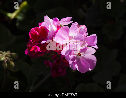 Pelargonium häufig auch als Geranie, Nahaufnahme der kultivierte Pflanze, Rot Pink Flower auf schwarzem Hintergrund in hellem Sonnenlicht Stockfoto