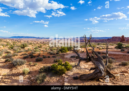 Blick auf den versteinerten Dünen, Arches-Nationalpark, Utah, USA Stockfoto