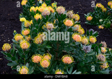 Leucospermum Conocarpodendron X glabrum gelb orange Nadelkissen protea Blumen blühen Stockfoto