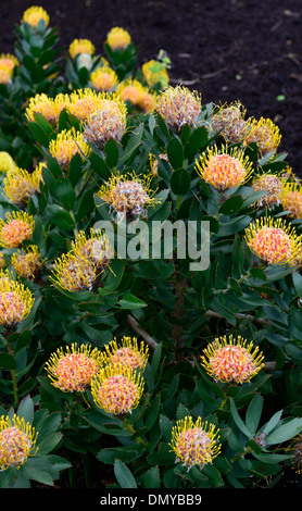 Leucospermum Conocarpodendron X glabrum gelb orange Nadelkissen protea Blumen blühen Stockfoto