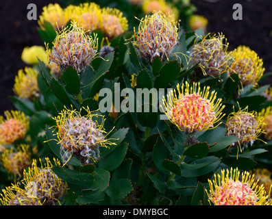 Leucospermum Conocarpodendron X glabrum gelb orange Nadelkissen protea Blumen blühen Stockfoto