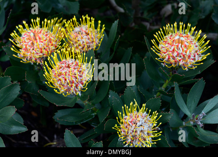 Leucospermum Conocarpodendron X glabrum gelb orange Nadelkissen protea Blumen blühen Stockfoto