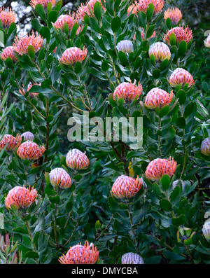 Leucospermum Glabrum Orange Blumen Nadelkissen protea blühen blühen Stockfoto