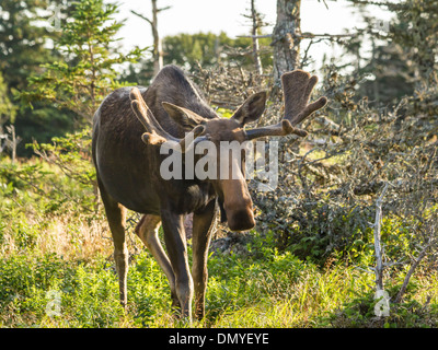 Ein Stier Elch steht in einem Feld neben der Skyline Trail im Cape Breton Highlands, Nova Scotia Stockfoto