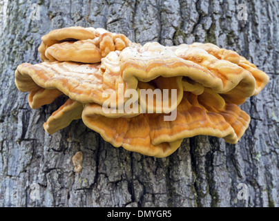 Laetiporus schweflige - allgemein bekannt als Huhn des Waldes, wachsen auf einem Baumstamm in den New Forest, England, UK Stockfoto