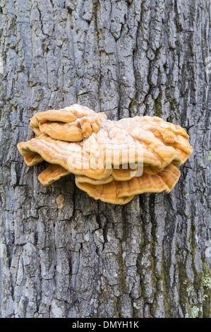 Laetiporus schweflige - allgemein bekannt als Huhn des Waldes, wachsen auf einem Baumstamm in den New Forest, England, UK Stockfoto