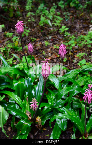 Veltheimia Bracteata Lilie Sandui Lily Sand Zwiebel Winter Red Hot Poker Waldblumen rosa Blumen Blüte Blüte Kapstadt Stockfoto