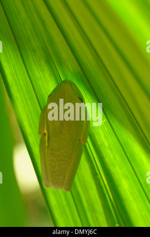 Ein rotäugigen Baumfrosch (Agalychnis Callidryas) klammert sich an der Unterseite ein Palmblatt mit seinen suckered Füßen. Stockfoto