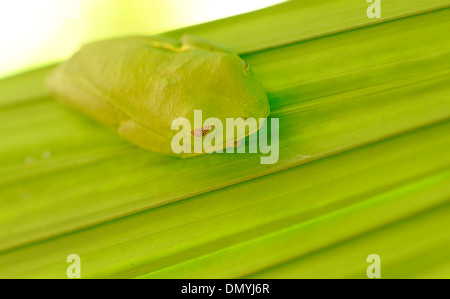 Ein rotäugigen Baumfrosch (Agalychnis Callidryas) klammert sich an der Unterseite ein Palmblatt mit seinen suckered Füßen. Stockfoto