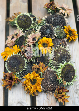 Eine Vielzahl von geernteten Sonnenblumenköpfe Austrocknen auf hölzernen Gartentisch bereit für Johannisbeermarmelade Stockfoto