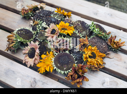 Eine Vielzahl von geernteten Sonnenblumenköpfe Austrocknen auf hölzernen Gartentisch bereit für Johannisbeermarmelade Stockfoto