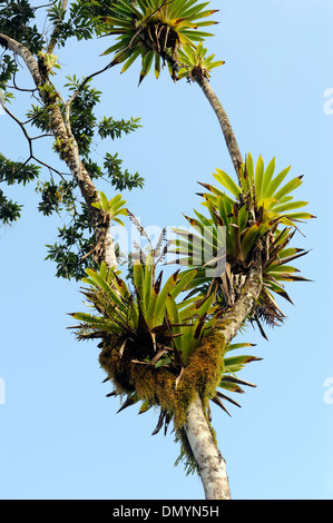 Epiphyten, Farne, Orchideen und Bromelien wachsen an einem Baum auf th Rand des tropischen Regenwaldes auf der Halbinsel Osa. Costa Rica Stockfoto