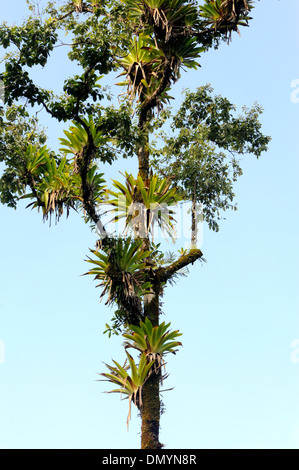 Epiphyten, Farne, Orchideen und Bromelien wachsen an einem Baum auf th Rand des tropischen Regenwaldes auf der Halbinsel Osa. Costa Rica Stockfoto