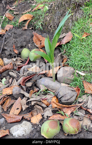 Eine Kokosnuss Frucht der Kokospalme (Cocos Nucifera), spaltet und keimt unter Treibholz am Strand. Costa Rica Stockfoto