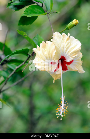 Roten und gelben Hibiskusblüte.  Drake Bay, Corcovado Nationalpark, Golfito, Costa Rica. Stockfoto