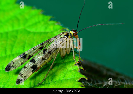 Weibliche Scorpionfly, Panorpa communis Stockfoto