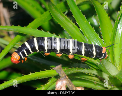 Die sechs-Zoll (15cm) Larve, Raupe, der Tetrio Sphinx Motte (Pseudosphinx Tetrio) die riesigen grauen Sphinx. Stockfoto