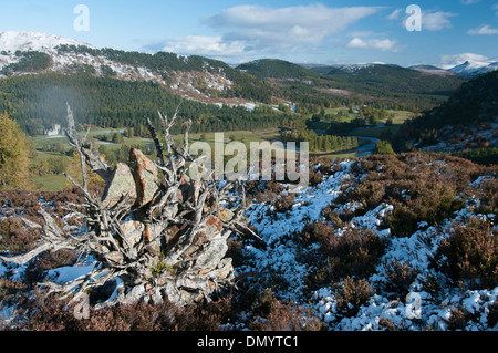 Glen bei Braemar mit Forstwirtschaft im Hochland von Deeside des Earl of mar Stockfoto