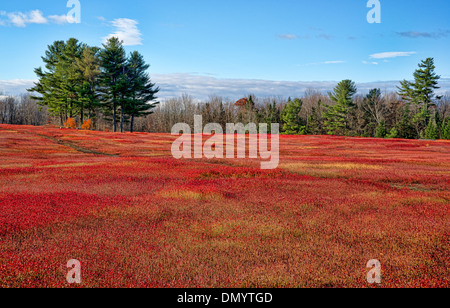 Ein weites Feld an Heidelbeeren Büsche als ihre Blätter rot in den späten Herbst mit einem entfernten Wald im Hintergrund. Stockfoto