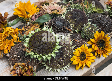 Eine Vielzahl von geernteten Sonnenblumenköpfe Austrocknen auf hölzernen Gartentisch bereit für Johannisbeermarmelade Stockfoto