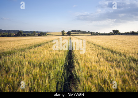 Weizenfeld in Meon Valley mit alten Winchester Hügel in der Ferne in Hampshire, England, UK Stockfoto