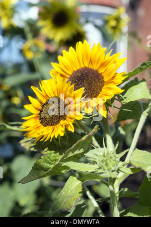 Sonnenblumen wachsen im Garten Stockfoto