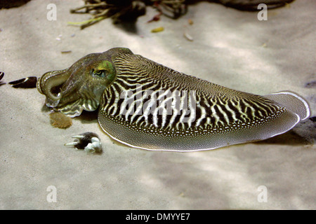 Europäischen gemeinsamen Tintenfisch, Sepia Officinalis, Sepiidae, Sepiida, Kopffüßer, Mollusca. Mittelmeer, Nordsee, Ostsee. Stockfoto