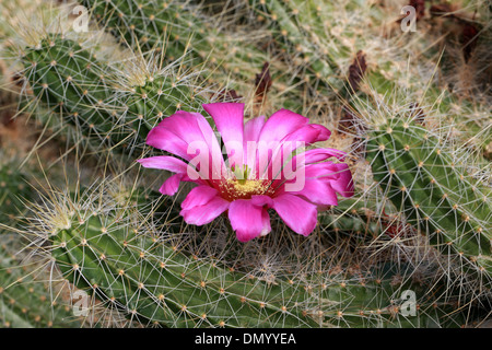 Kaktus, Echinocereus Viereckii, Cactaceae, North East Mexiko, Nordamerika Stockfoto