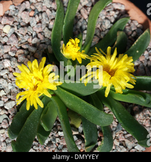 Fig-Ringelblume, Zunge-Blatt, Zunge-leaved Mesemb, Glottiphyllum Depressum, Sy Glottiphyllum Haagei, Mittagsblumengewächsen. Südafrika. Stockfoto