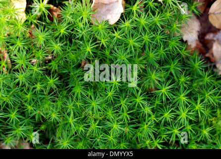 Gemeinsamen Haircap Moss, Polytrichum Kommune, Polytrichaceae. Aka geleitet gemeinsame Haar Moos, großen Gold Moos oder große Goldlöckchen. Stockfoto