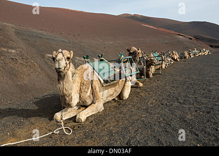 Kamele in vulkanischen Gelände für Touristenfahrten, Timanfaya, Lanzarote, Kanarische Inseln, Spanien Stockfoto