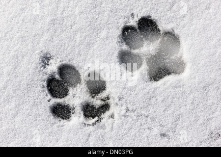 Hund-Spuren im Schnee & Eis auf dem Arkansas Fluss führt durch die historische Innenstadt der Bergstadt Salida, CO Stockfoto