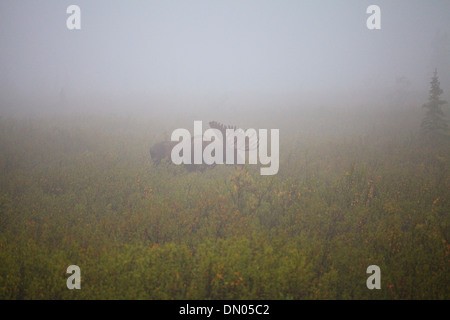 Bull Moose im Denali-Nationalpark, Alaska Stockfoto