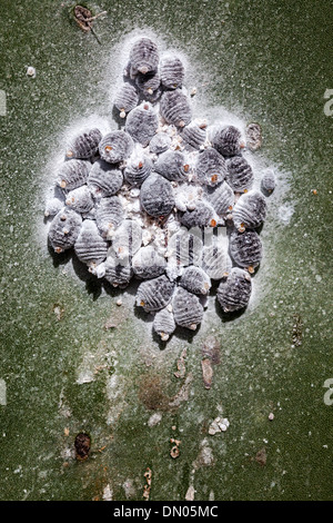 Cochenille-Käfer, eine Schildlaus auf Opuntia Feigenkaktus, bewirtschaftet auf Lanzarote, Kanarische Inseln, Spanien. Cochenille wird verwendet, um den Farbstoff zu produzieren Stockfoto