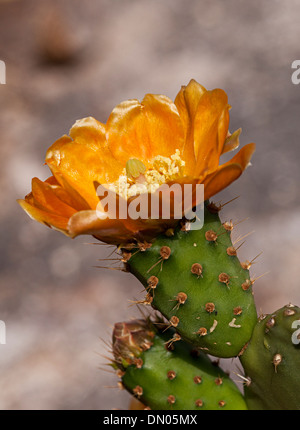 Opuntia Feigenkaktus, gezüchtet auf Lanzarote Cochenille Käfern, Kanarische Inseln, Spanien Stockfoto