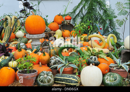 Anzeige der Kürbisse, ummauerten Garten, Wimpole Estate Wimpole, England 131001 32253 Stockfoto